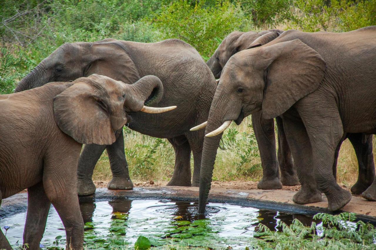 Casart Game Lodge Grietjie Game Reserve Εξωτερικό φωτογραφία