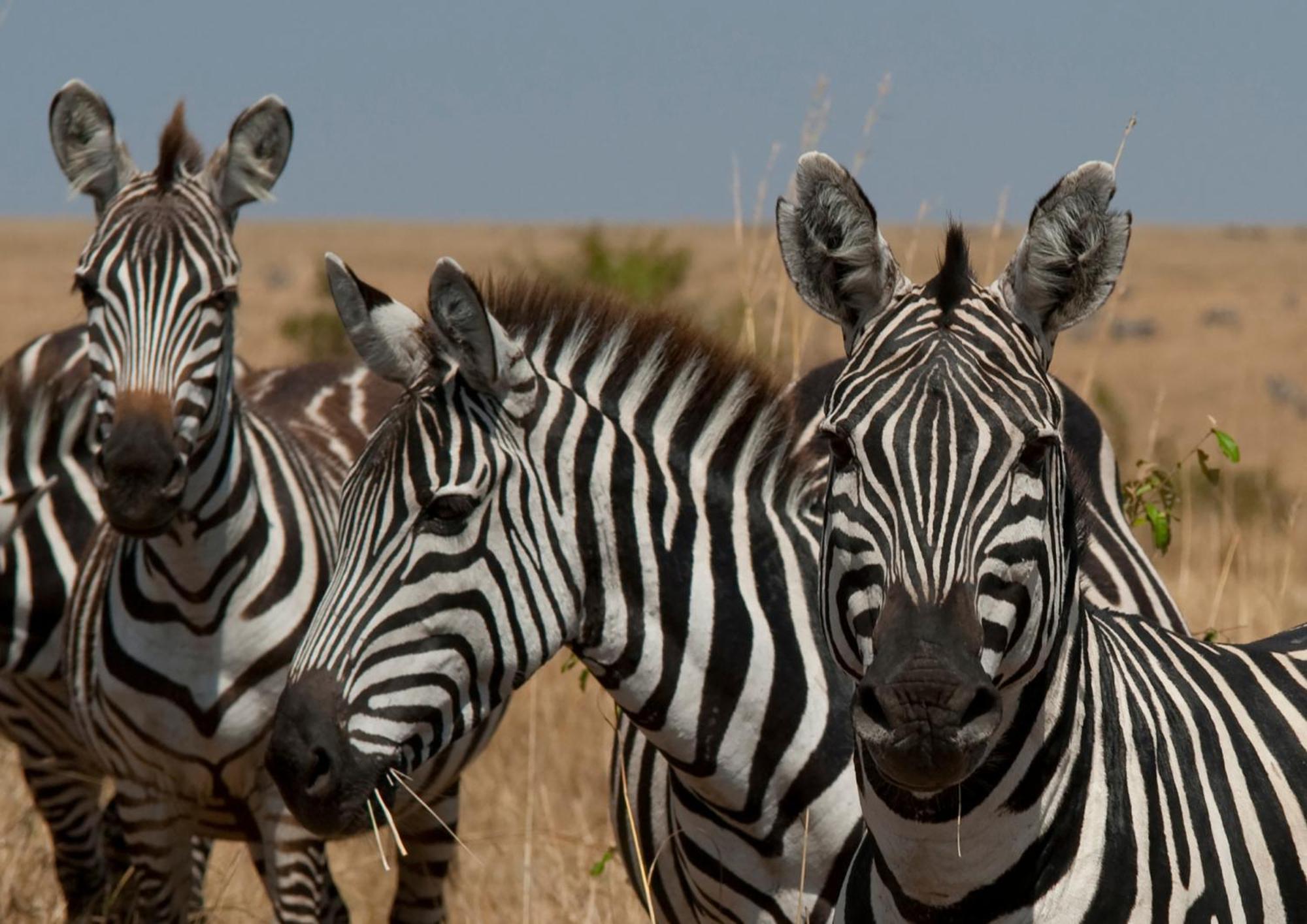 Casart Game Lodge Grietjie Game Reserve Εξωτερικό φωτογραφία