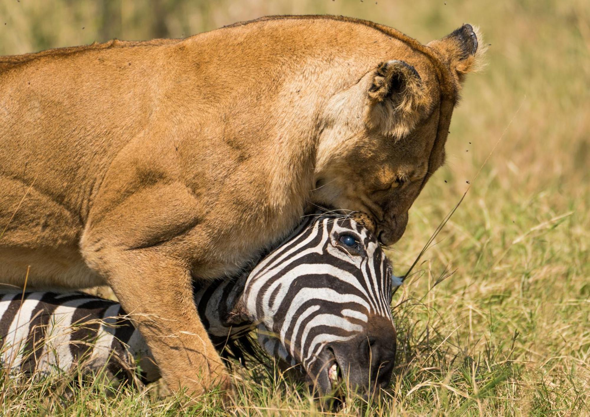 Casart Game Lodge Grietjie Game Reserve Εξωτερικό φωτογραφία