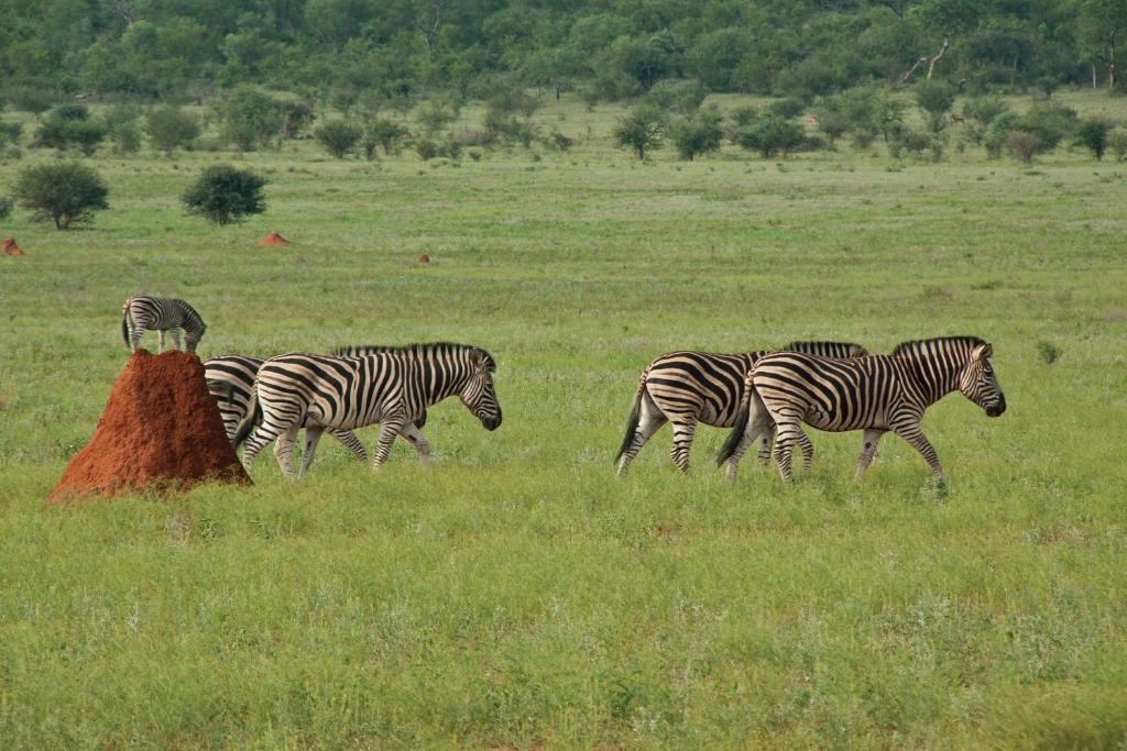 Casart Game Lodge Grietjie Game Reserve Εξωτερικό φωτογραφία