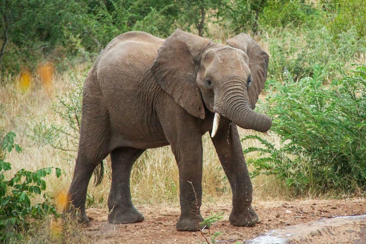Casart Game Lodge Grietjie Game Reserve Εξωτερικό φωτογραφία