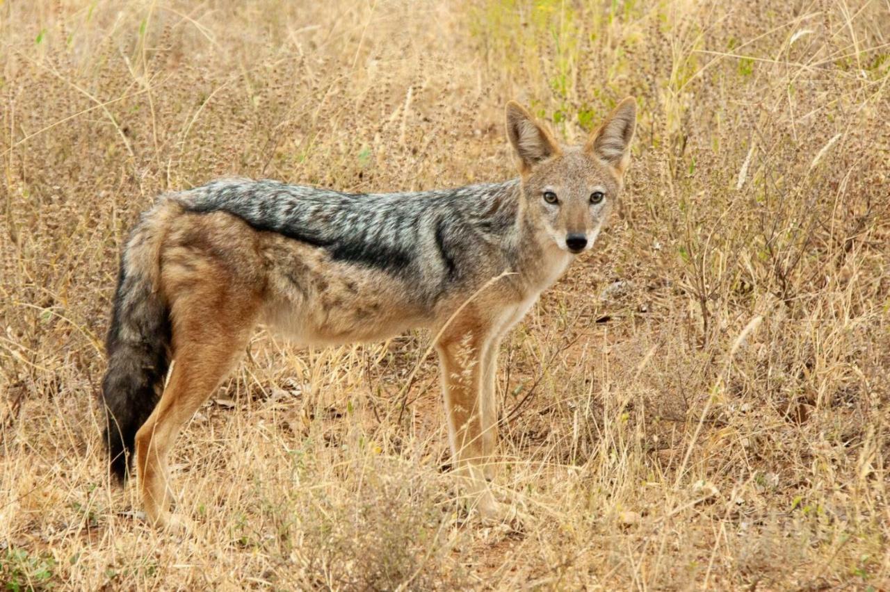 Casart Game Lodge Grietjie Game Reserve Εξωτερικό φωτογραφία